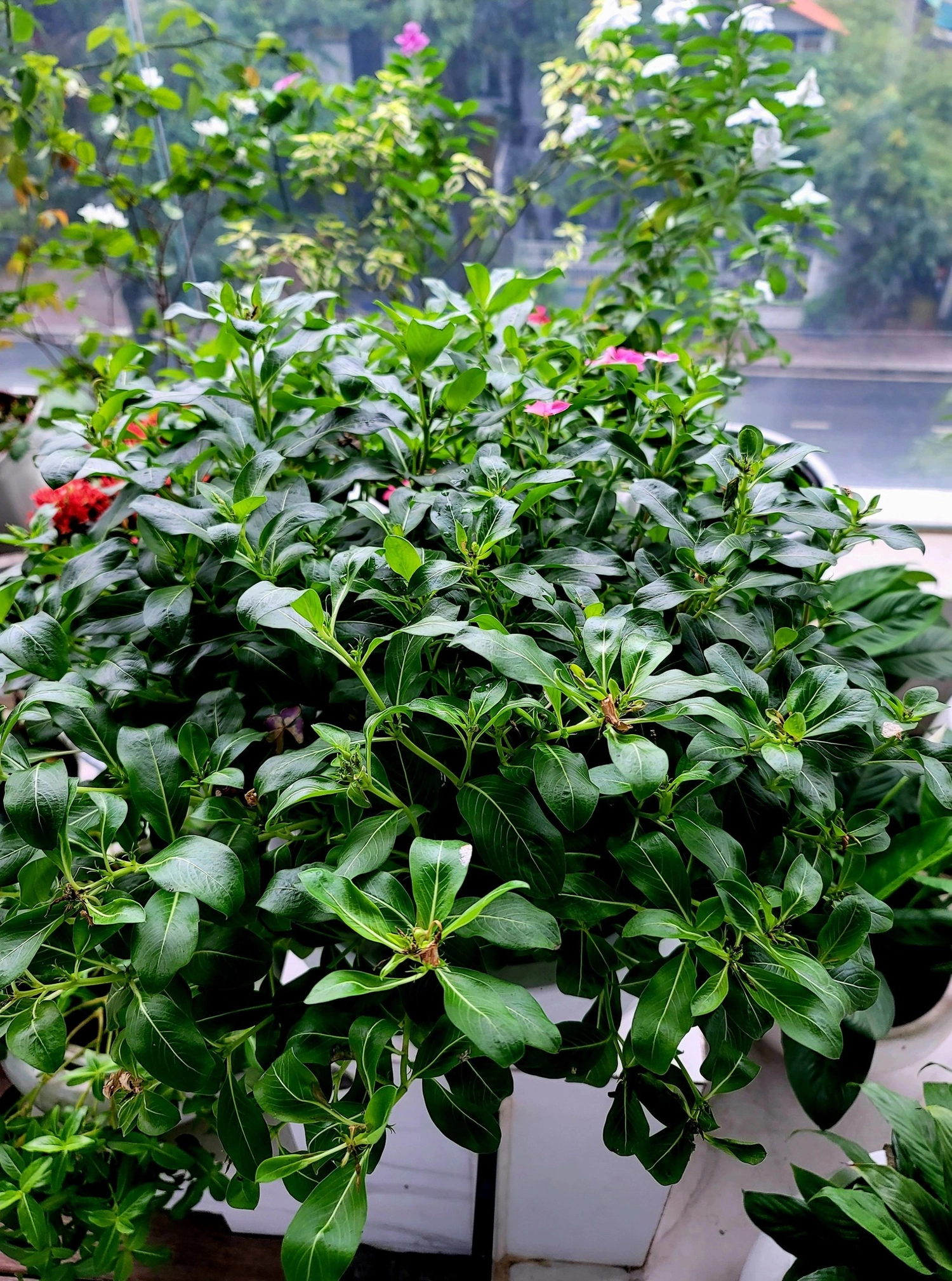 HẾT TẾT