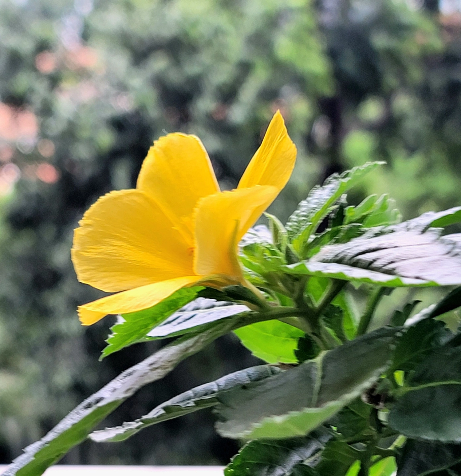 HOA DẠI