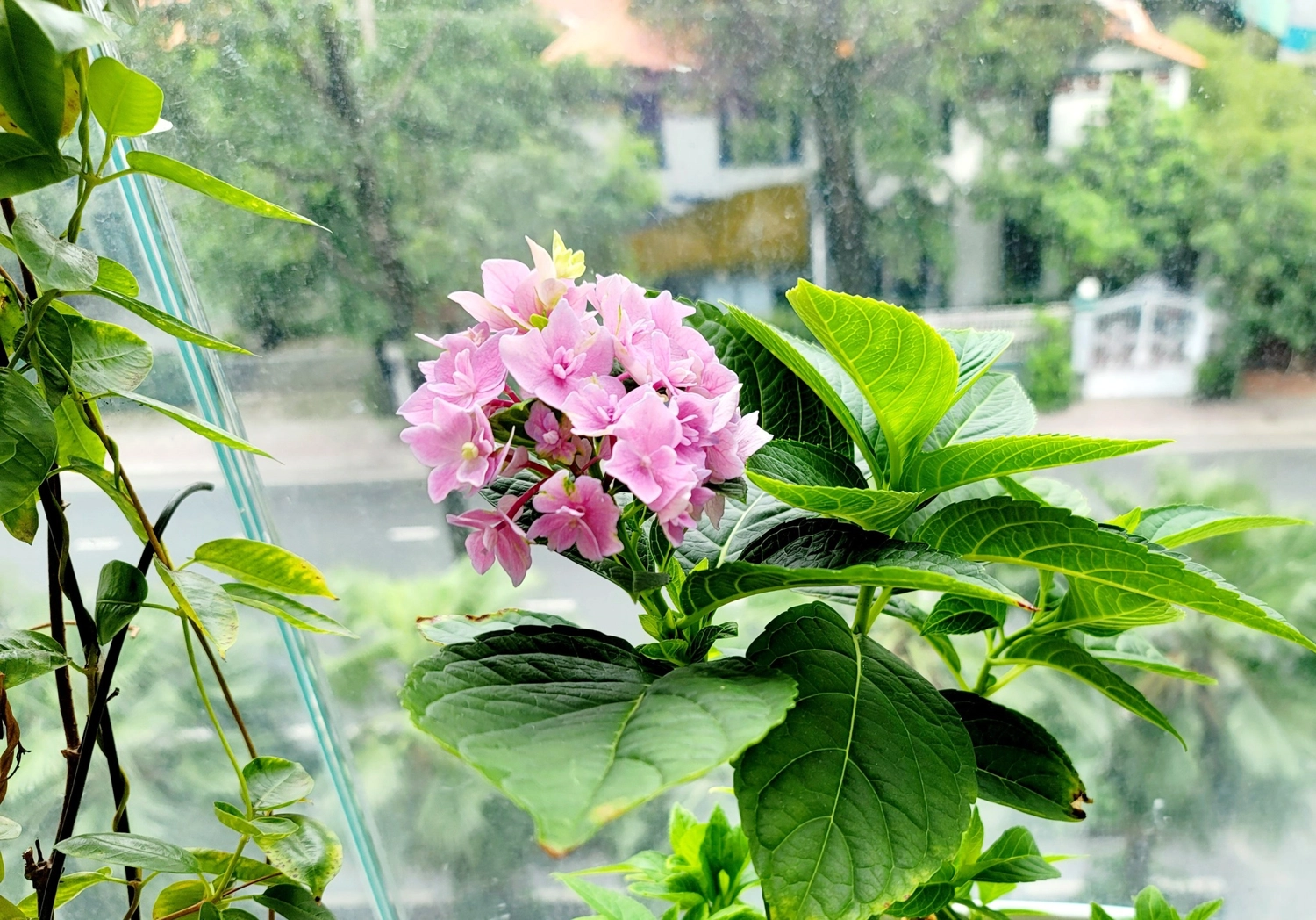 MƯA