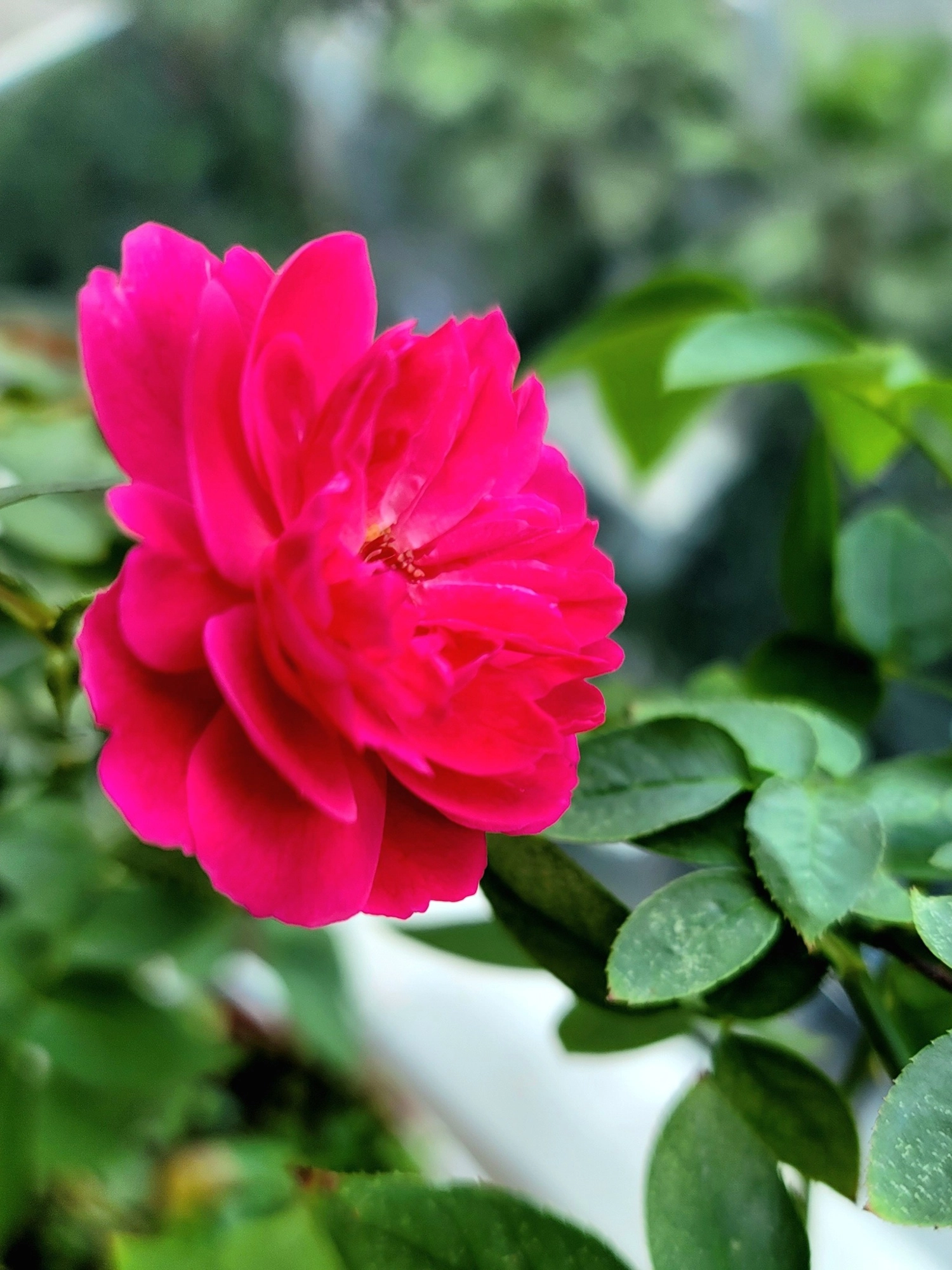 VƯỜN HỒNG