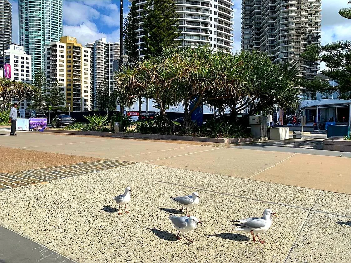 GOLD COAST